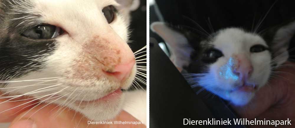 Schimmelplekken kunnen oplichten onder een woodse lamp